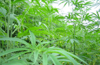 1.��.�����ʳ�����������