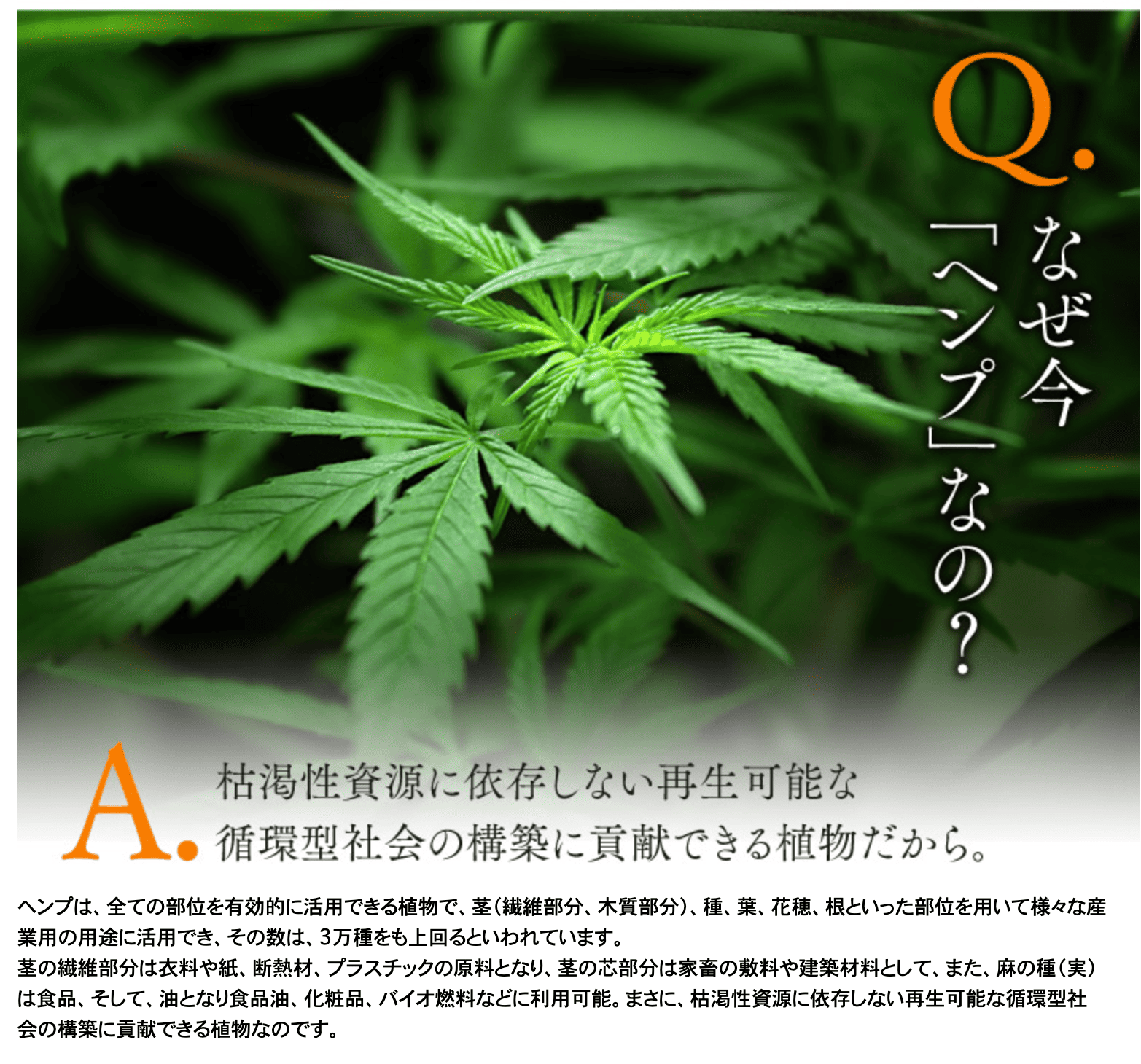 ヘンプ入門 2