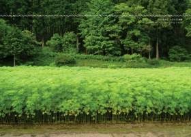 麻畑を紹介するページ