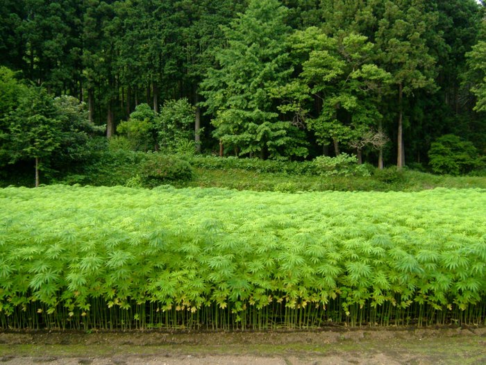麻畑の風景