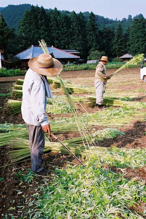 麻の農作業